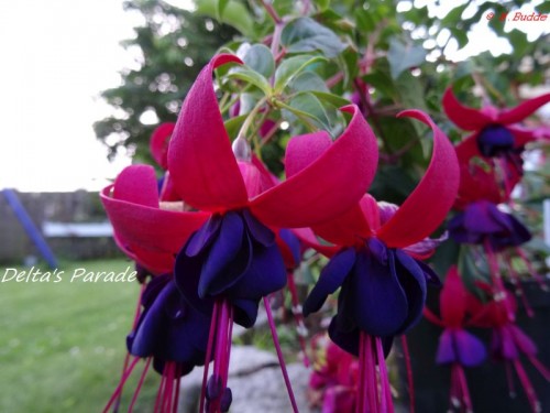 Fuchsie Delta's Parade 1.jpg