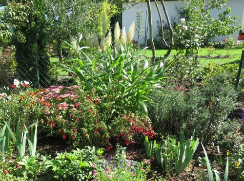 IMG_0339 (3).JPG (3.25 MiB) 9295 mal betrachtet F.mag. gracilis vor dem Palmgras September 18