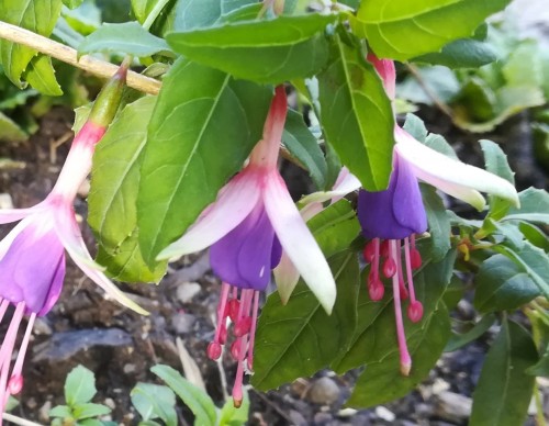 Logan woods 24.09.18 1.jpg (432.67 KiB) 10013 mal betrachtet Logan woods