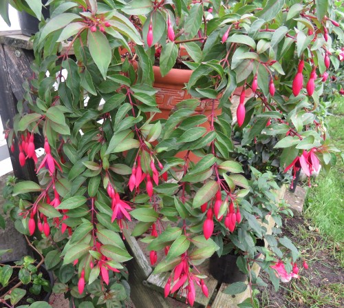 Corallina 14.09.18.JPG (3.34 MiB) 9771 mal betrachtet Corallina