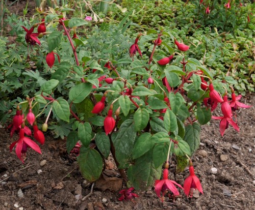 Herald 28.07.18.JPG (834.7 KiB) 9761 mal betrachtet Herald