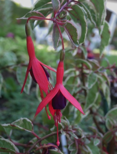 Tom West.JPG (326.86 KiB) 10590 mal betrachtet Tom West