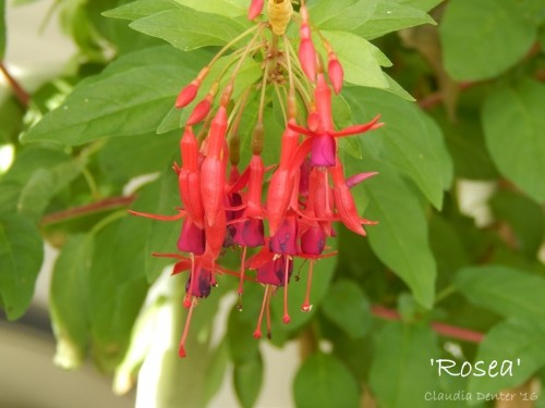 F.rosea.jpg