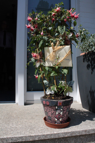 IMG_6094.JPG (1.77 MiB) 9208 mal betrachtet Fuchsie von Obi