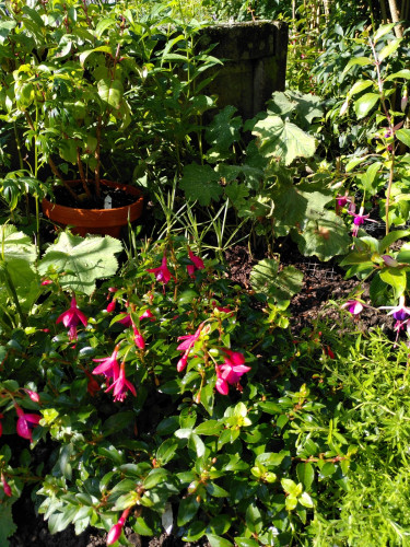 Little Beauty, dahinter Chillerton Beauty