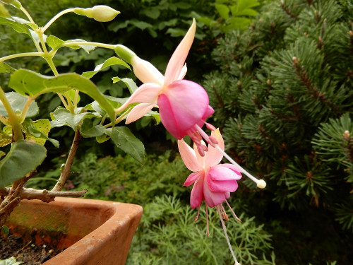 Claudia Denter.jpg (278.75 KiB) 6521 mal betrachtet 'Claudia Denter'