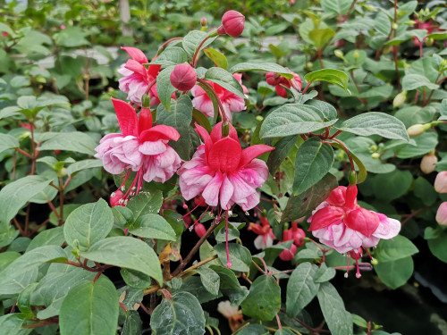 Baerner Meitschi 2021 10.23..jpg (3.5 MiB) 6578 mal betrachtet und die durfte ich mir sogar mit nach Hause nehmen! Dankeschön!