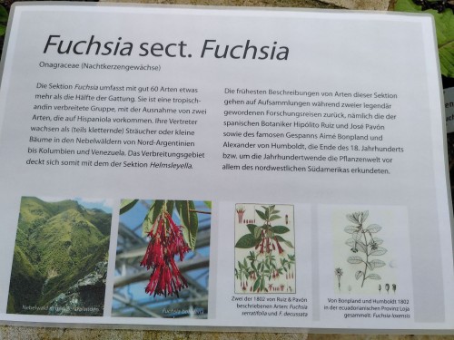 BG Fuchsia 20220605.jpg