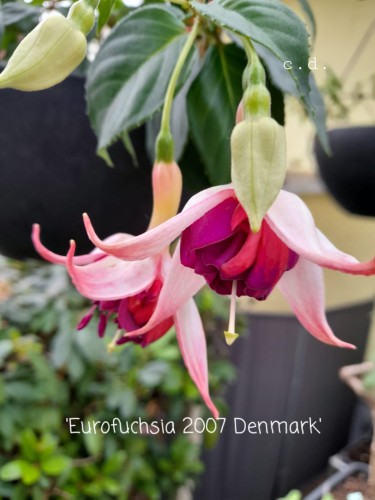 Eurofuchsia 2007 Denmark.jpg