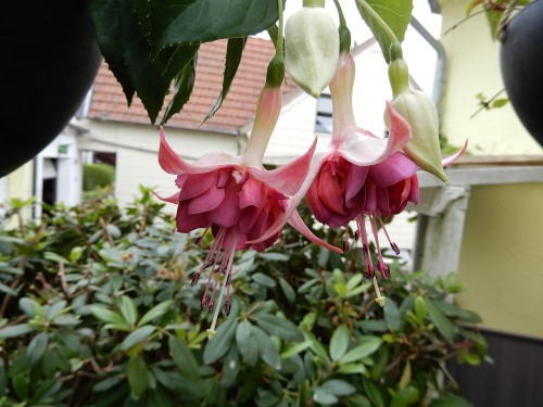 Eurofuchsia 2007 Denmark.jpg