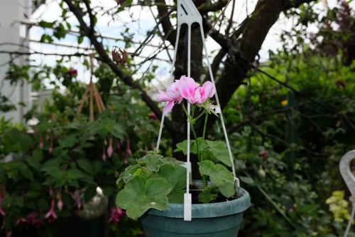 Eine kleine Pelargonie