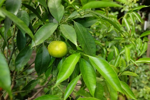 Citrusfrucht