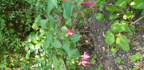 Und die Garden News auch erst dieses Jahr gepflanzt.