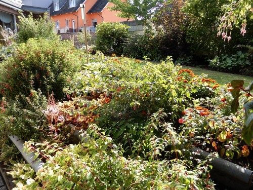 Beet mit winterharten Fuchsien.jpg