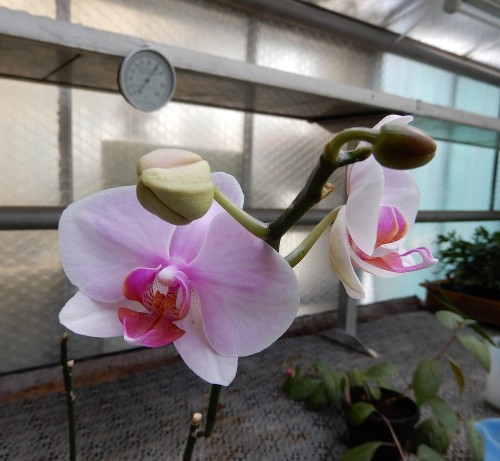Orchidee zum aufpäppeln.jpg