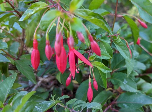 Corallina 2022 07.22. 1.jpg