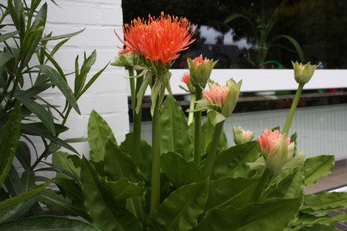 Freude macht meine Blutblume, ist inzwischen weiter