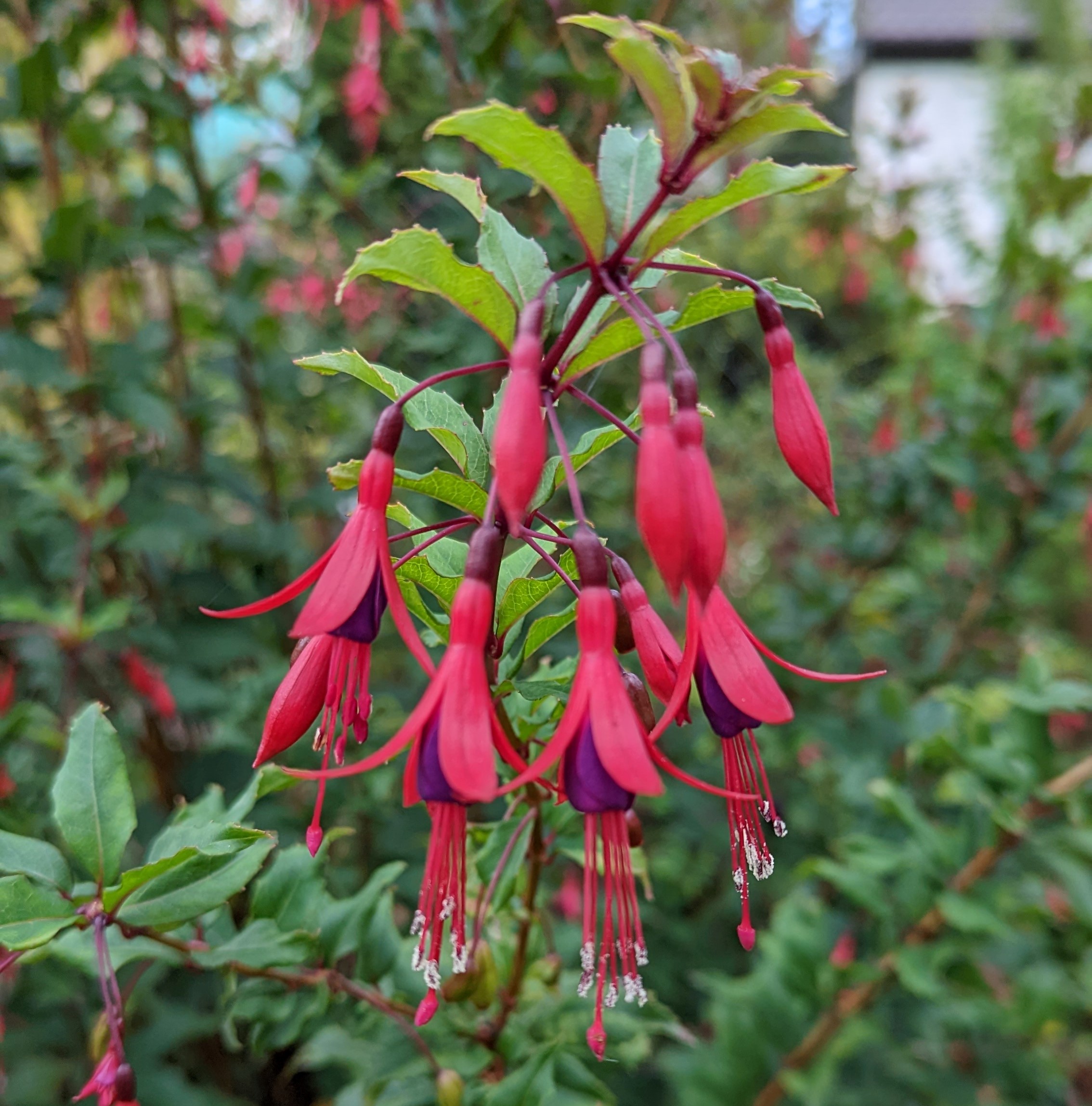 Fu. regia ssp. reitzii 2022 10.18. 2.jpg