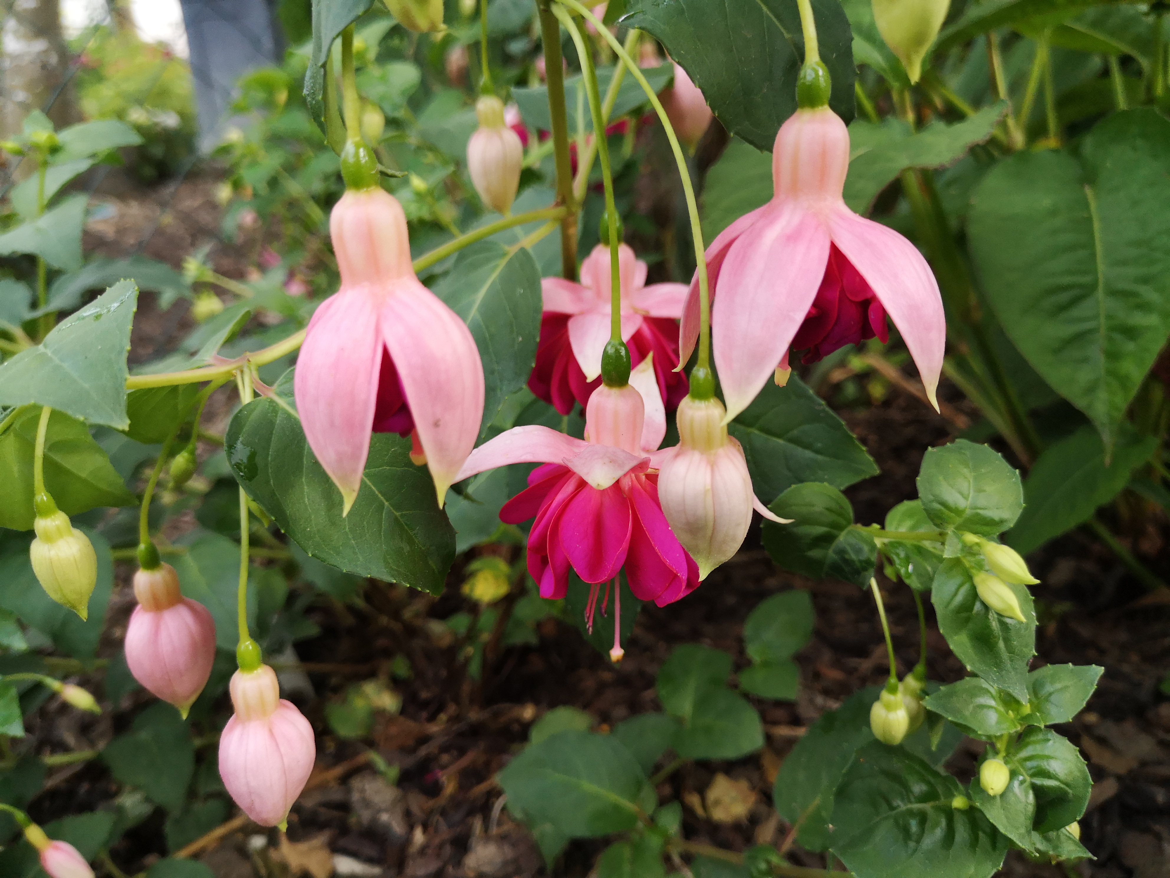 Garden News 2021 07.24..jpg