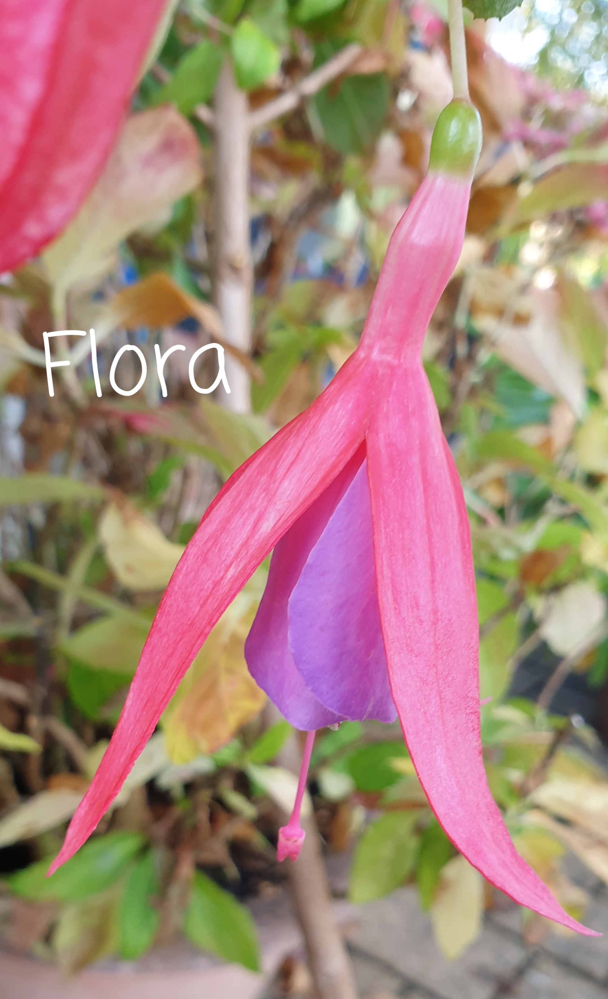 Flora