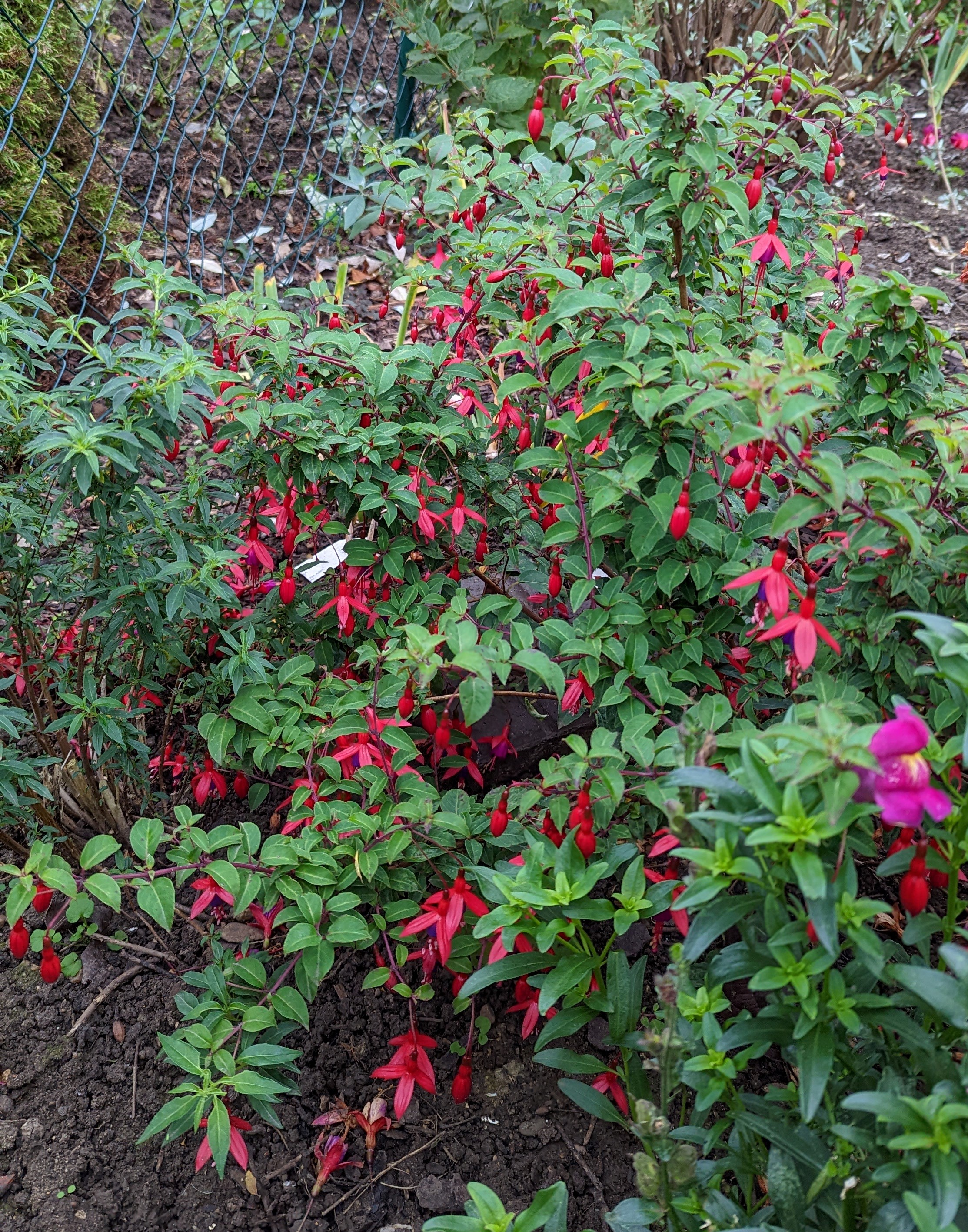 Vielliebchen 2022 10.20. 1.jpg