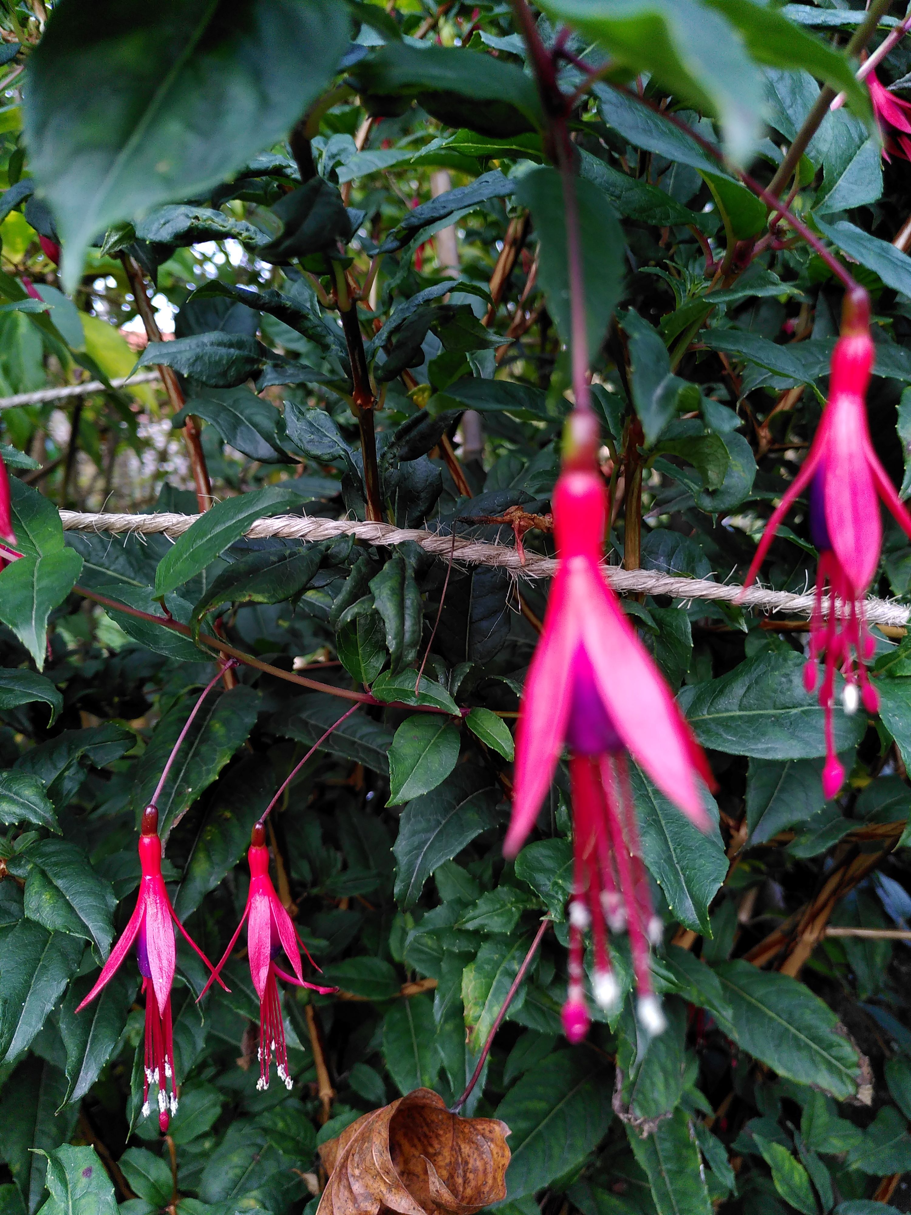 Fuchsie Reitzii_5_20221026.jpg