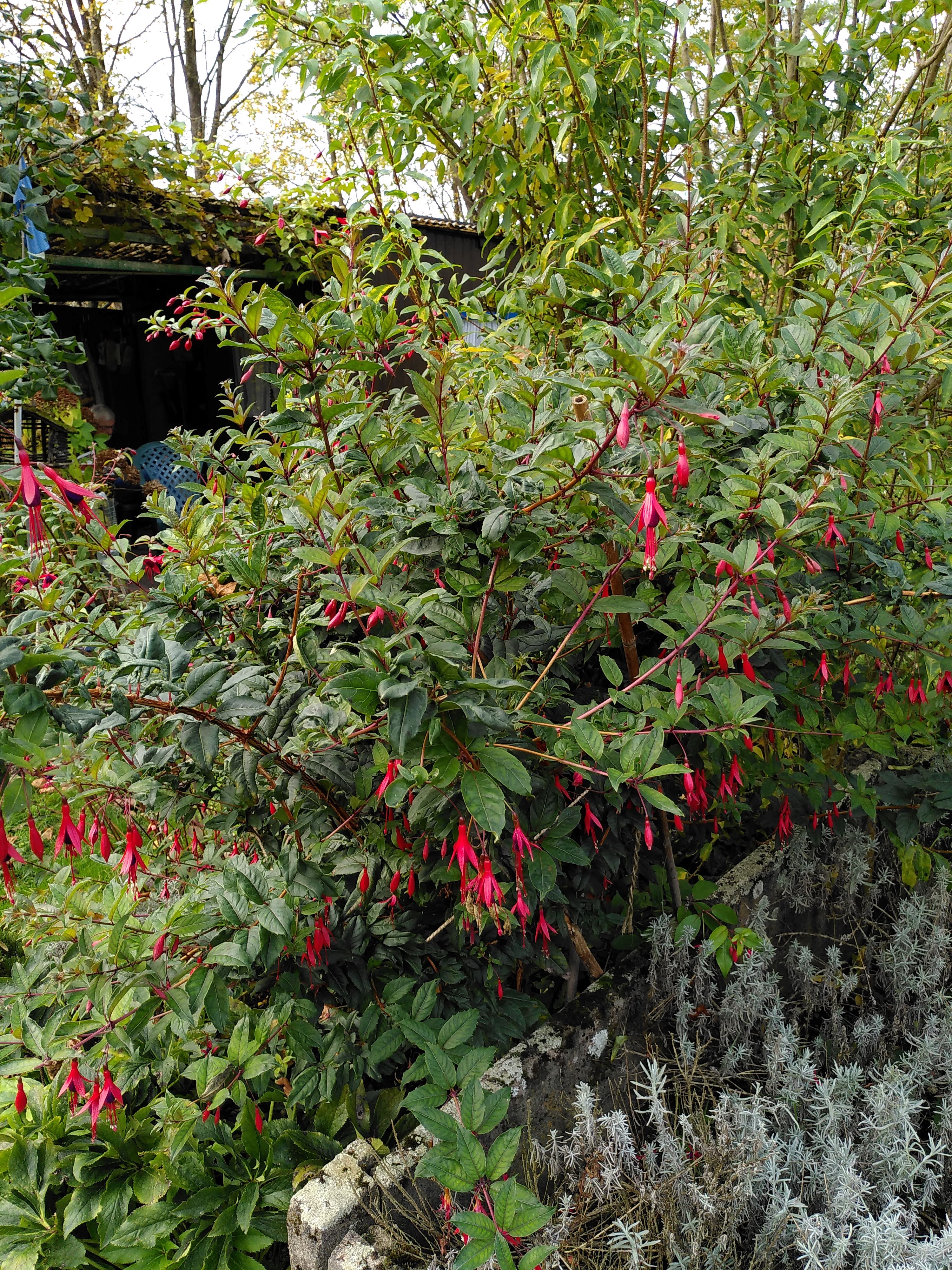 Fuchsie Reitzii_4_20221026.jpg