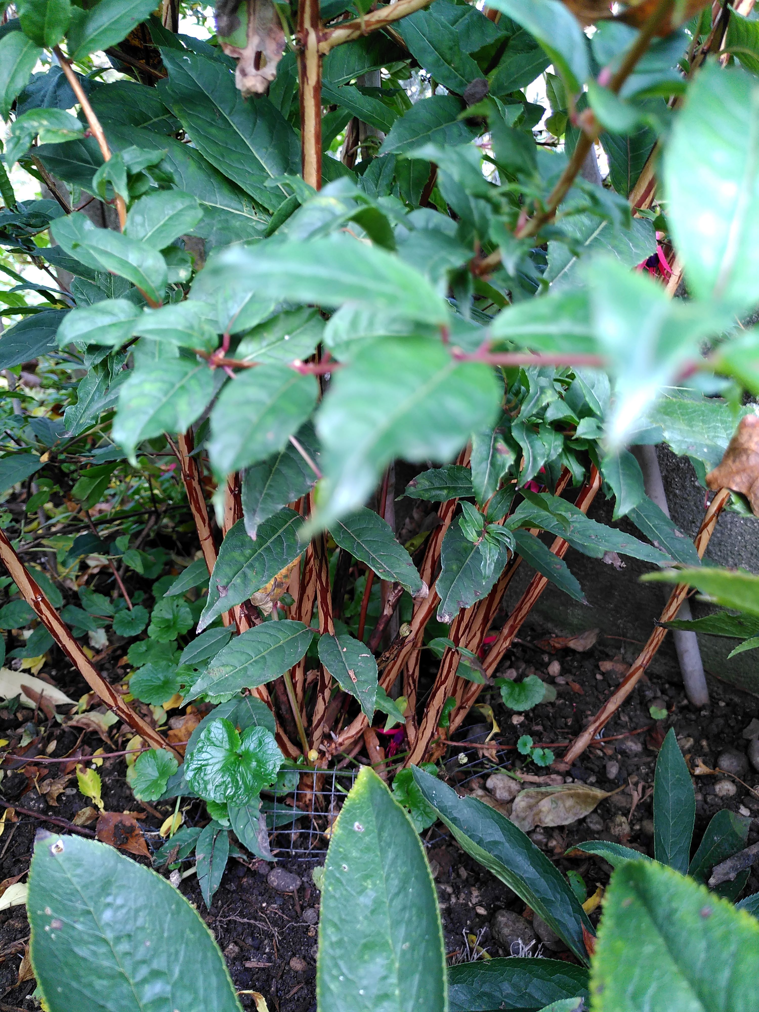 Fuchsie Reitzii_2_20221026.jpg