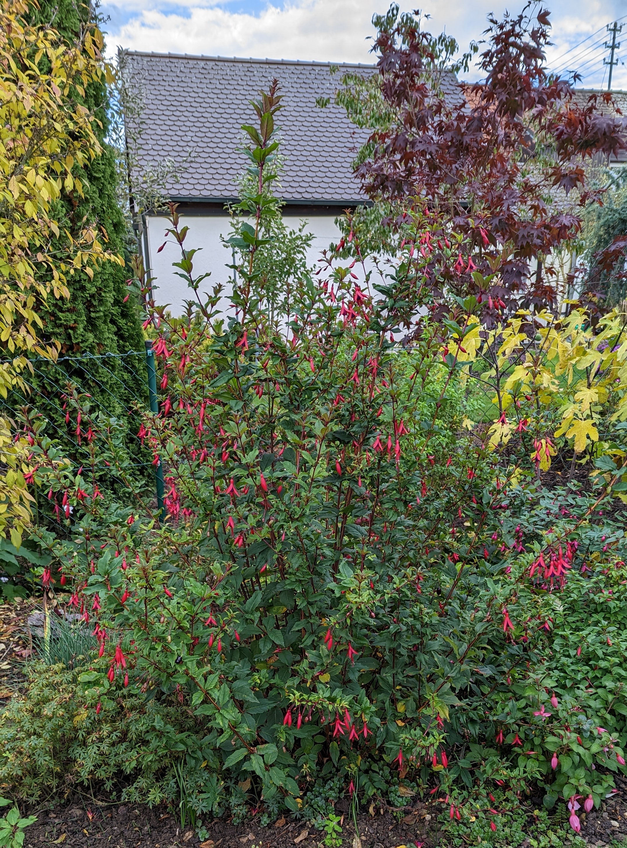 Fu. regia ssp. reitzii 2022 10.18. 3.jpg
