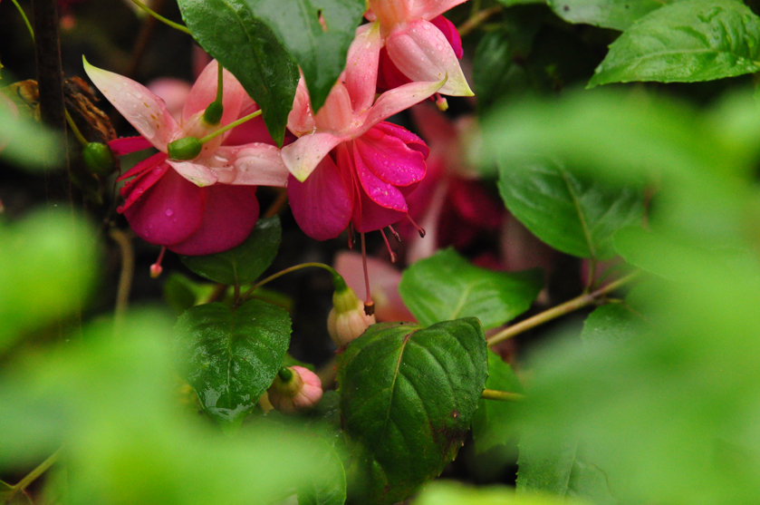 DSC_Garden News jpg.jpg