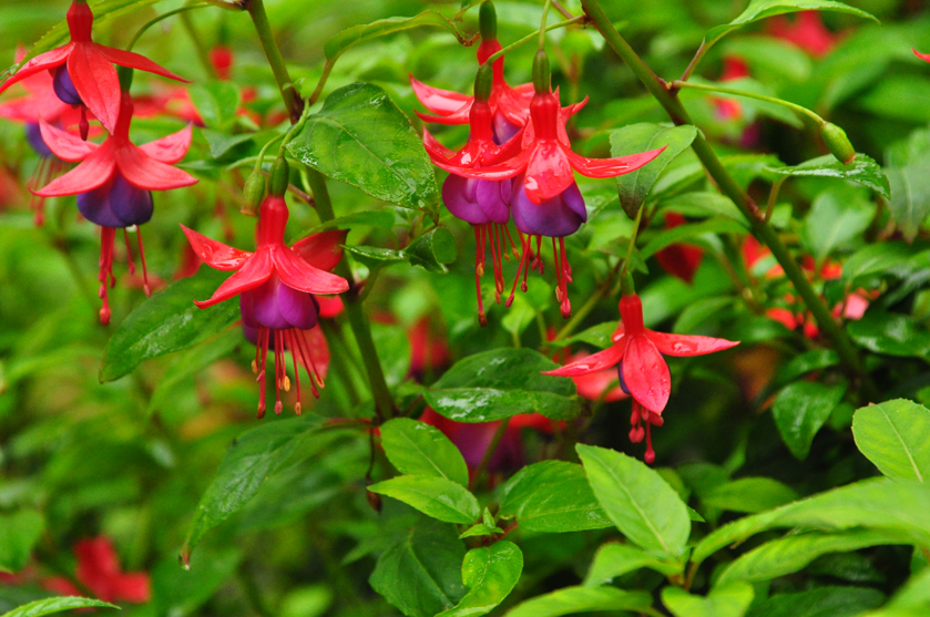 DSC_Little Beauty .jpg