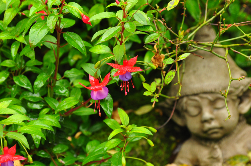 DSC_Little Beauty 2 .jpg