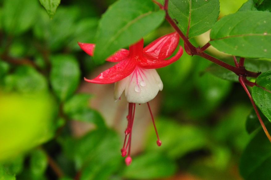 DSC_Snowcap .jpg