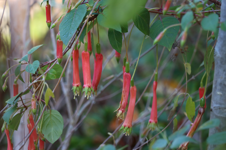 cordifolia 6.JPG