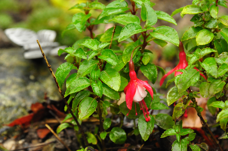 DSC_wh Fuchsie 3 .jpg