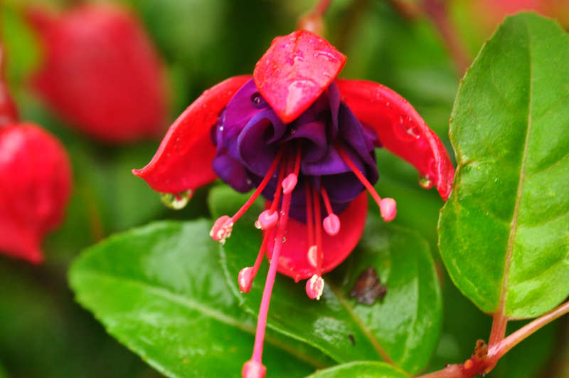 DSC_wh Fuchsie .jpg