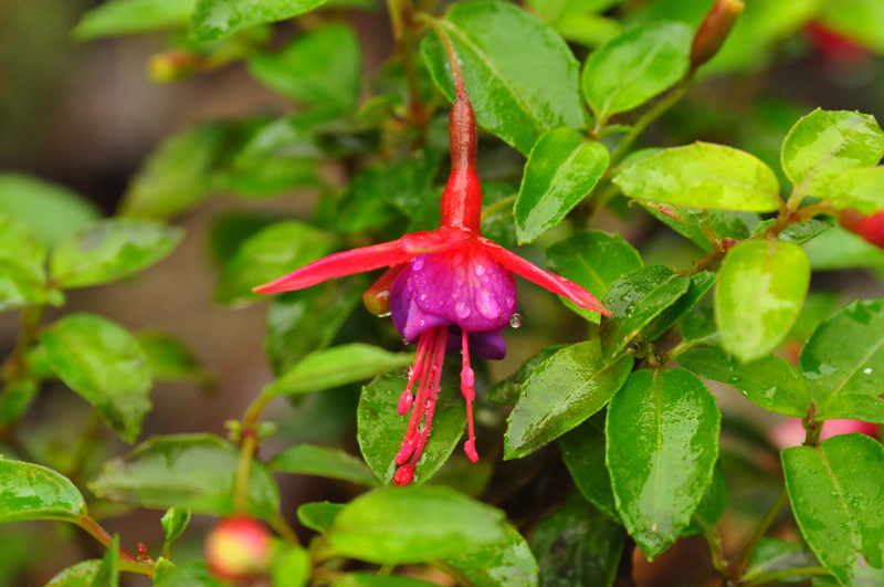 DSC_wh Fuchsie 1 .jpg