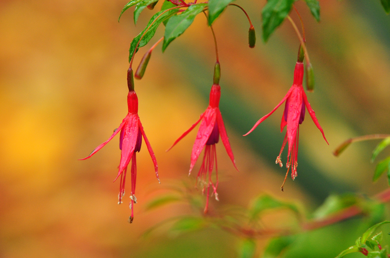 DSC_wh Fuchsie magel .jpg