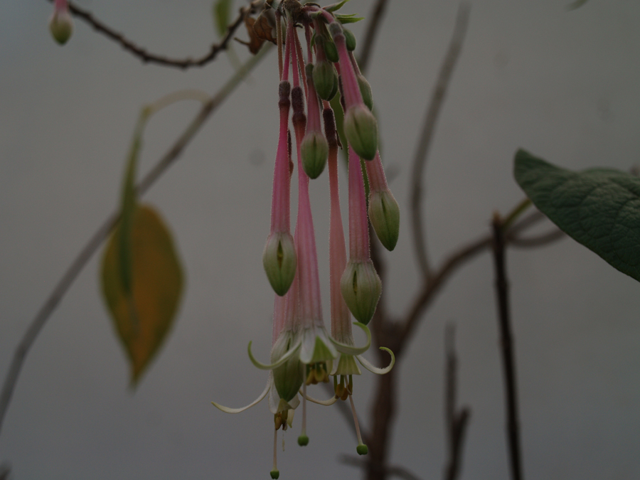 pilaloensis 3.JPG
