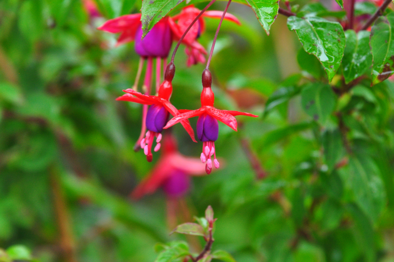 DSC_wh Fuchsie jpg.jpg