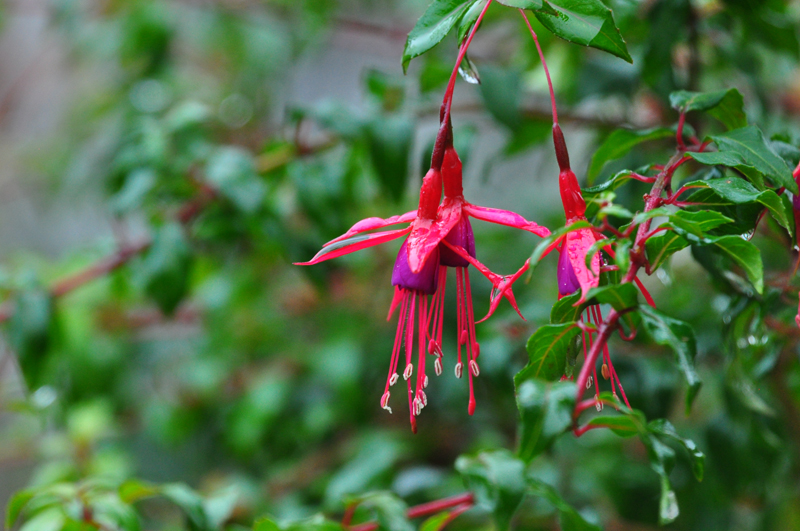 DSC_wh Fuchsie 4 .jpg