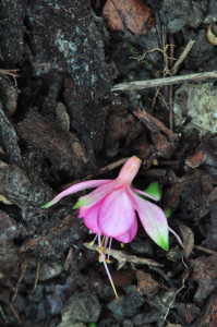 DSC_letzte Blüte .jpg