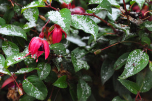 DSC_Fuchsie mit Schnee .jpg