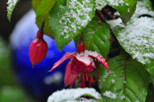 DSC_Fuchsie im Schnee b .jpg