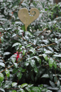 DSC_Fuchsie mit Schnee d .jpg