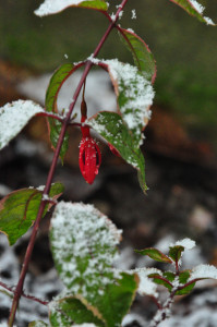 DSC_Fuchsie mit Schnee e .jpg