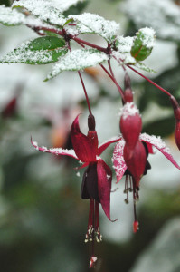 DSC_Fuchsie im Schnee f .jpg