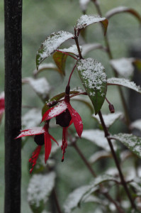 DSC_Fuchsie im Schnee i .jpg