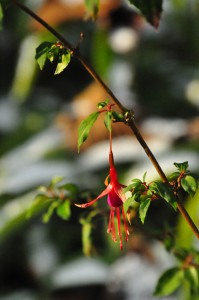 DSC_0536 a .jpg
