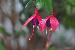 DSC_0590 a .jpg